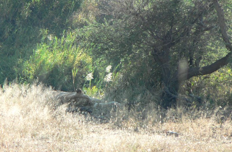 JAR 292_lev.JPG - Po půlkilometru jsme přibrzdili a jeli téměř krokem, abychom lvi nepřehlédli. Jeli jsme takhle jako blbci asi dva kilometry. Až jsme zjistili, že náš strach je zbytečný. U ležících lvů stálo asi 5 aut, které se opět snažili najít nejlepší místo. Vidíte ležícího lva?